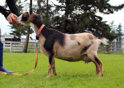 How To Trim Goat Hooves and Use Habitat Items to Provide Natural Maintenance