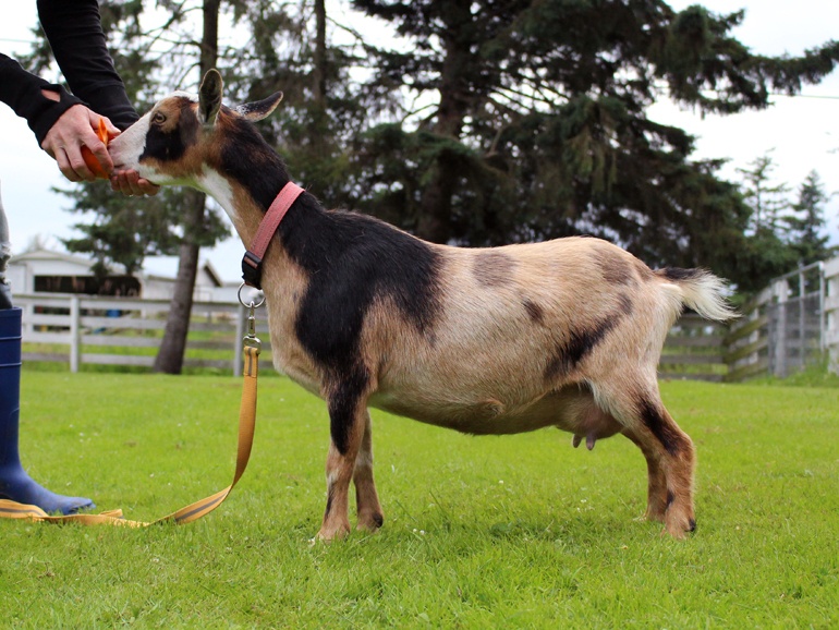 How To Trim Goat Hooves and Use Habitat Items to Provide Natural