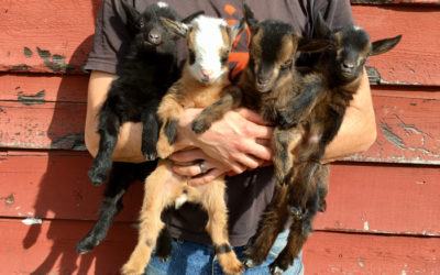 Nigerian Dwarf Goats For The Home Dairy