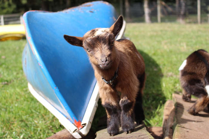 Caring For Your Wethers