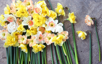 Growing Daffodils: Harvesting, Conditioning, Storing, and Arranging With Other Colours