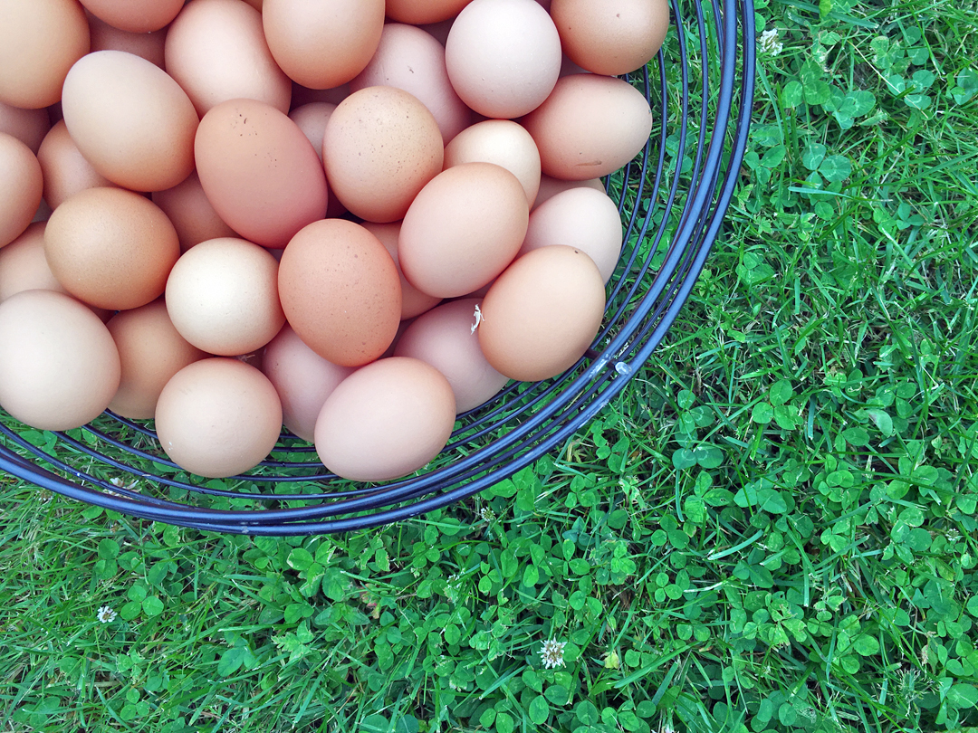 Why Pasture Eggs?