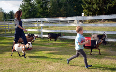 Nigerian Dwarf Goats: The Quintessential Farm Animal