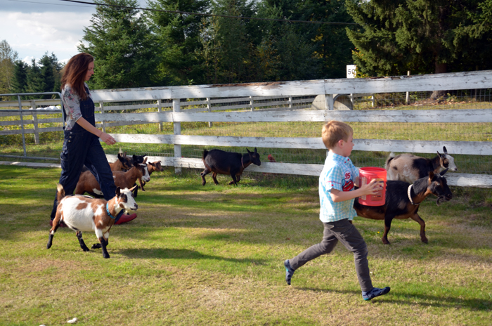 Nigerian Dwarf Goats: The Quintessential Farm Animal